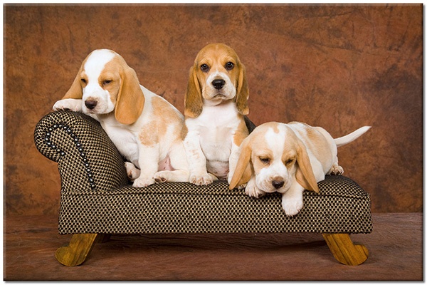 canvas-leinwandbild, beagle, braun, hunde, hunde-katzen, lustig, orange, tiere, weiss