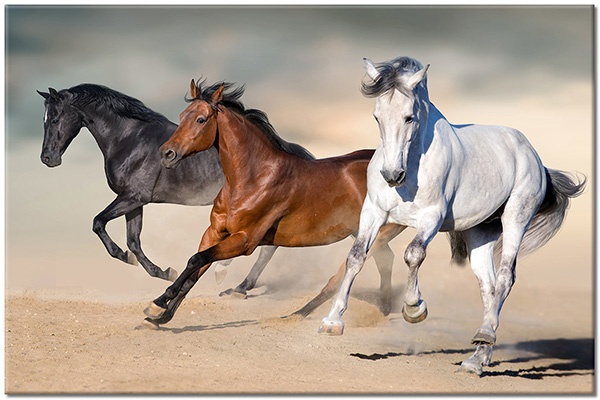 canvas-leinwandbild, beige, braun, grau, pferde, schwarz, tiere, weiss