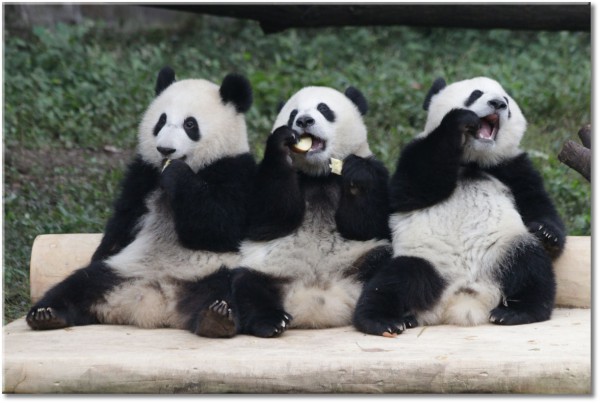 canvas-leinwandbild, baeren, beige, grau, lustig, panda, schwarz, schwarz-weiss, tiere, weiss, wildtiere