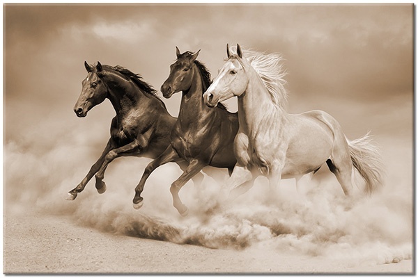 canvas-leinwandbild, beige, blau, braun, pferde, sand, schwarz, tiere
