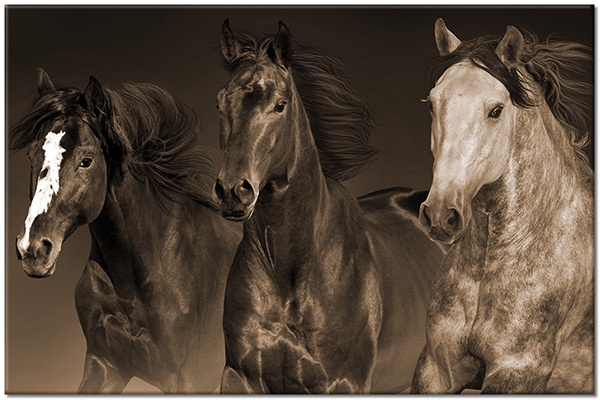 canvas-leinwandbild, beige, braun, grau, orange, pferde, schwarz, tiere, weiss