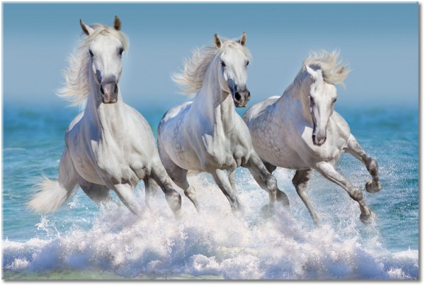 canvas-leinwandbild, blau, grau, meer, pferde, tiere, weiss