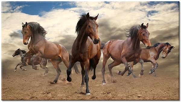 canvas-leinwandbild, blau, braun, grau, orange, pferde, schwarz, tiere, weiss