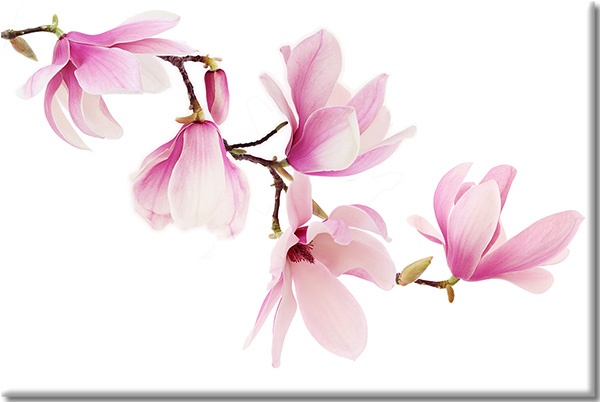 canvas-leinwandbild, blumen, magnolien, pink, violett, weiss