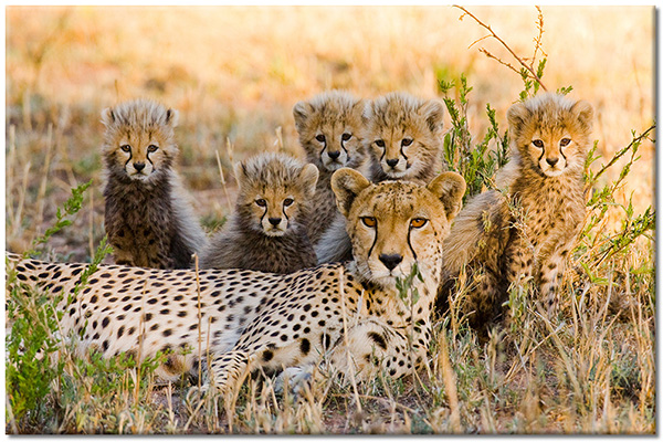 canvas-leinwandbild, beige, braun, geparden, savanne, tiere, wildtiere