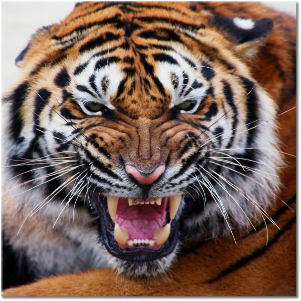 canvas-leinwandbild, braun, orange, schwarz, tiere, tiger, wildtiere