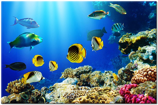 canvas-leinwandbild, beige, blau, braun, bunt, fisch, gelb, korallen, meer, orange, rot, schwarz, tiere, violett, vogel-fische-insekten