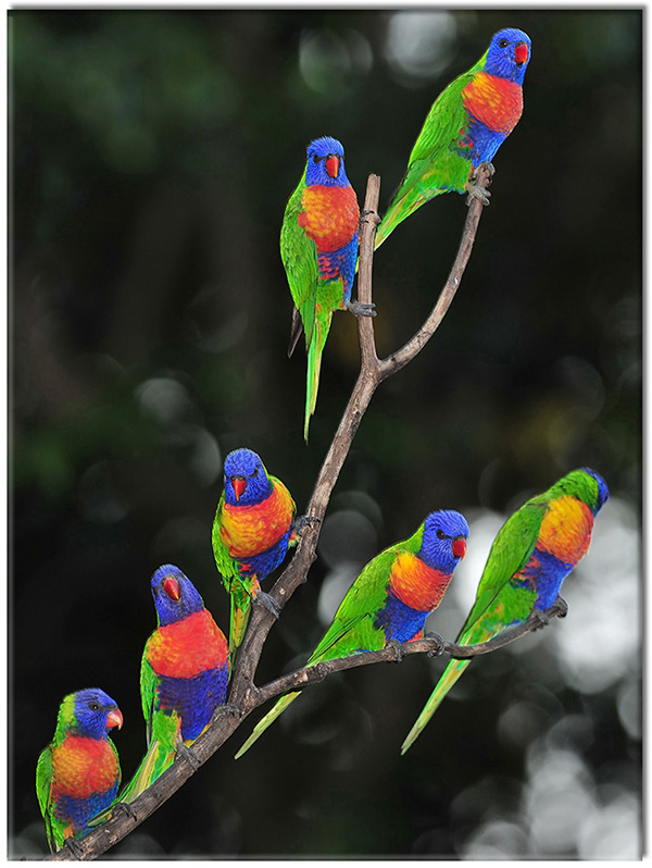 canvas-leinwandbild, blau, grun, lustig, orange, papageien, schwarz, tiere, voegel, vogel-fische-insekten