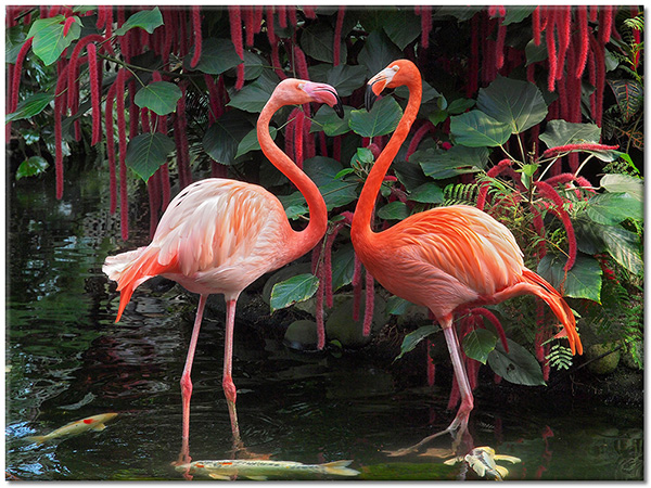 canvas-leinwandbild, flamingo, grun, pink, rot, tiere, voegel, vogel-fische-insekten