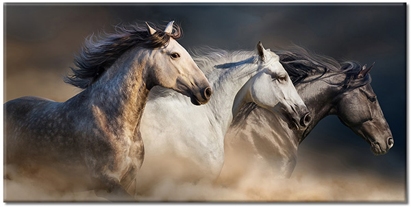 canvas-leinwandbild, beige, pferde, schwarz, tiere, weiss