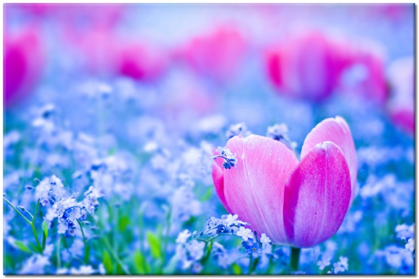 canvas-leinwandbild, blau, blumen, fruehling, pink, tulpen, violett
