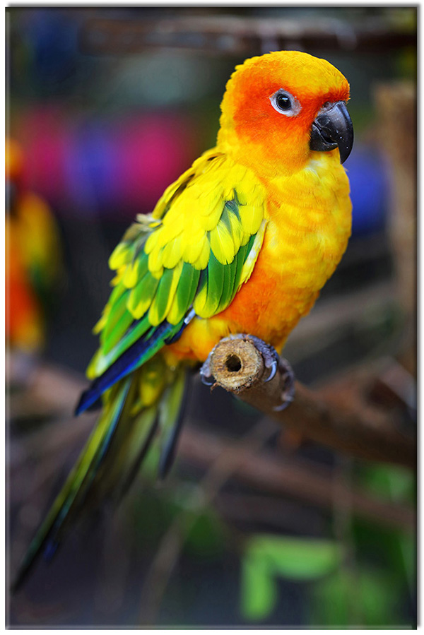 canvas-leinwandbild, gelb, grun, lustig, orange, papageien, tiere, voegel, vogel-fische-insekten