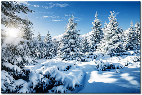 canvas-leinwandbild, baeume, blau, grun, himmel, landschaft, schnee, sonne, tannen, waelder, walder, weiss, winter