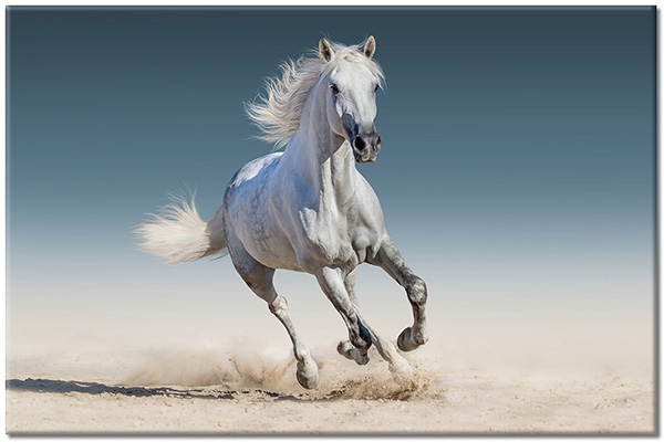 canvas-leinwandbild, beige, blau, pferde, sand, tiere, weiss