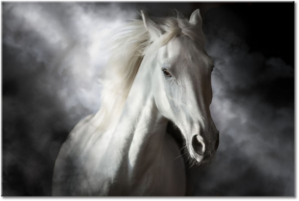 canvas-leinwandbild, beige, grau, pferde, schwarz, schwarz-weiss, tiere, weiss