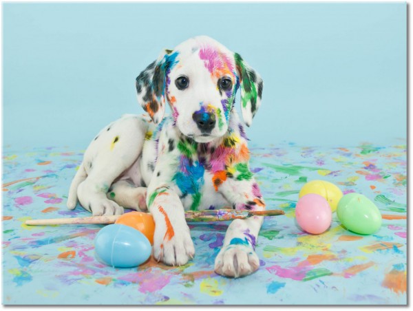 canvas-leinwandbild, blau, bunt, gelb, grun, hunde, hunde-katzen, kinder, lustig, orange, pink, rot, schwarz, tiere, weiss