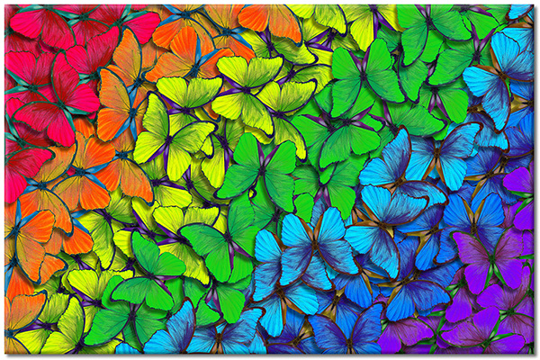 canvas-leinwandbild, blau, gelb, grun, orange, rot, tiere, violett, vogel-fische-insekten