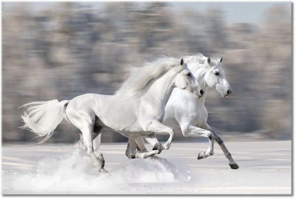 canvas-leinwandbild, beige, grau, pferde, schnee, schwarz-weiss, tiere, weiss, winter