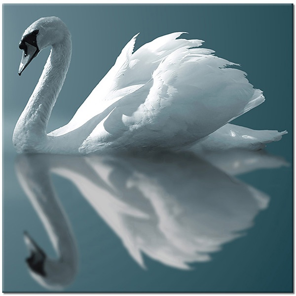 canvas print, animals, birds, birds-fish-insects, gray, mirroring, swans, symmetry, white