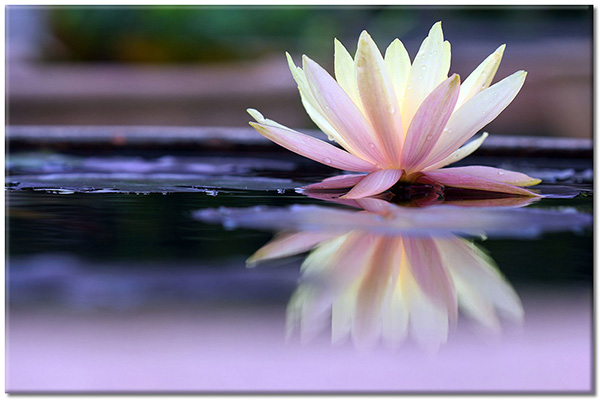 canvas print, flowers, lotus, purple, water, white