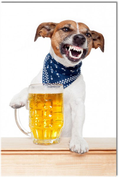 canvas print, animals, blue, brown, dogs-cats, food-drinks, gray, miscellaneous, orange, others, white, yellow