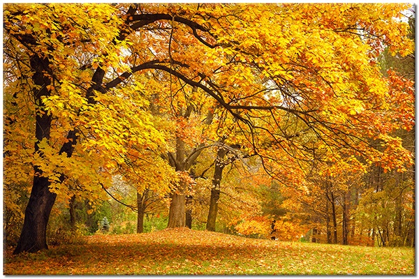 canvas print, autumn, brown, flowers, forests, forests, green, landscapes, orange, trees, yellow