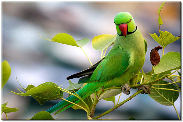 canvas print, animals, birds, birds-fish-insects, green, parrots