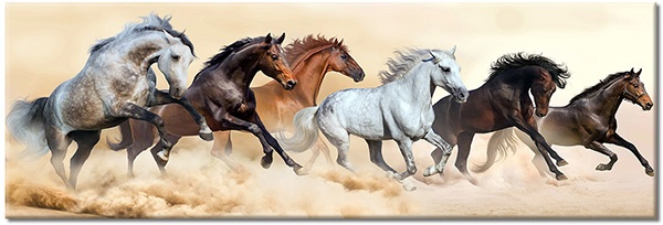 canvas print, animals, beige, black, brown, gray, horses, orange, white