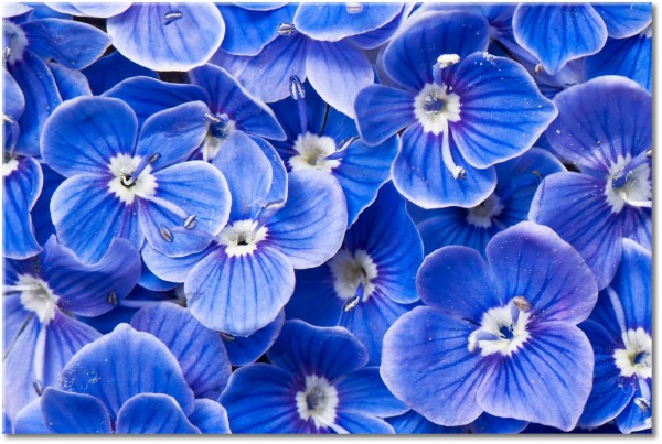 canvas print, blue, flowers