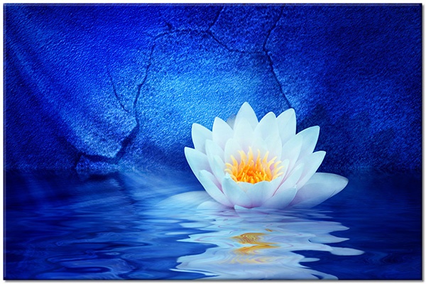 canvas print, blue, feng-shui-zen, flowers, lotus, mirroring, orange, water, white, yellow