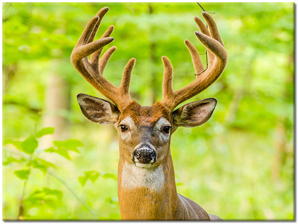 canvas print, animals, beige, deer-roe-deer, green, wildlife