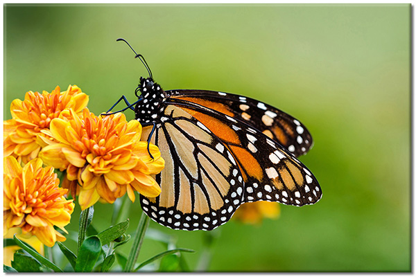 canvas print, animals, birds-fish-insects, butterflies, green, orange