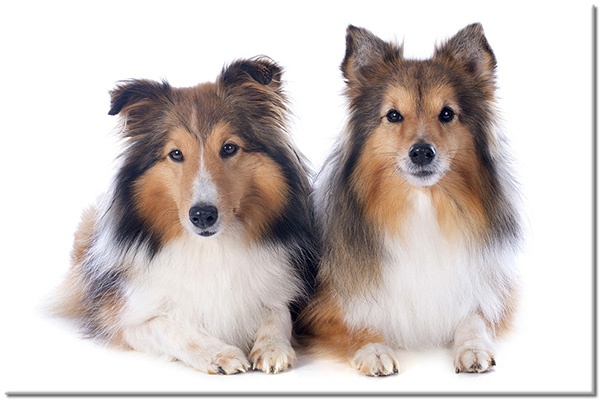canvas print, animals, brown, collie, couples, dogs, dogs-cats, orange, white