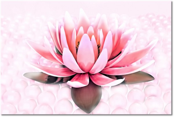 canvas print, abstract-fantasy, flowers, gray, lotus, pink, red, white