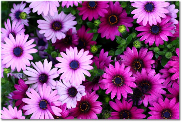 canvas print, flowers, green, pink, purple