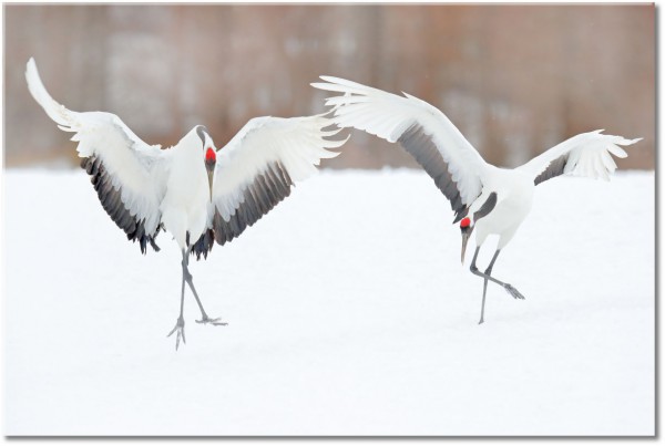 canvas print, animals, beige, birds-fish-insects, cranes, dance, funny, gray, red, snow, white, winter
