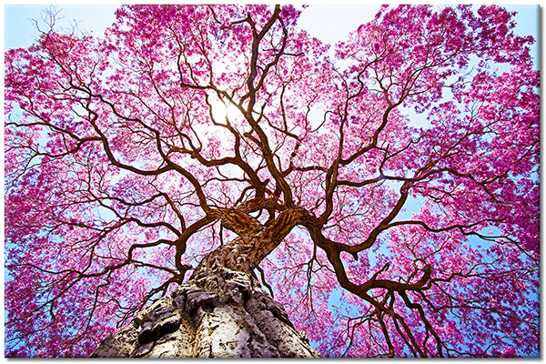 canvas print, blue, brown, flowers, pink, purple, sky, trees