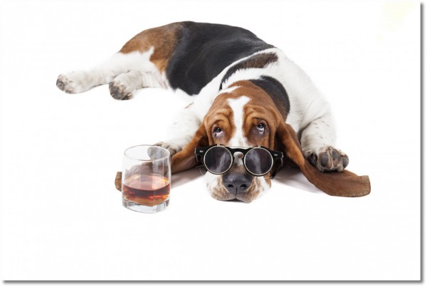 canvas print, animals, bars, brown, dogs, dogs-cats, drinks, food-drinks, funny, gray, miscellaneous, others, white