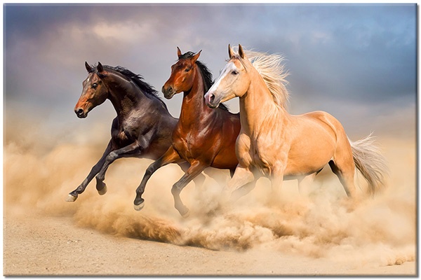 canvas print, animals, beige, black, blue, brown, horses, sand