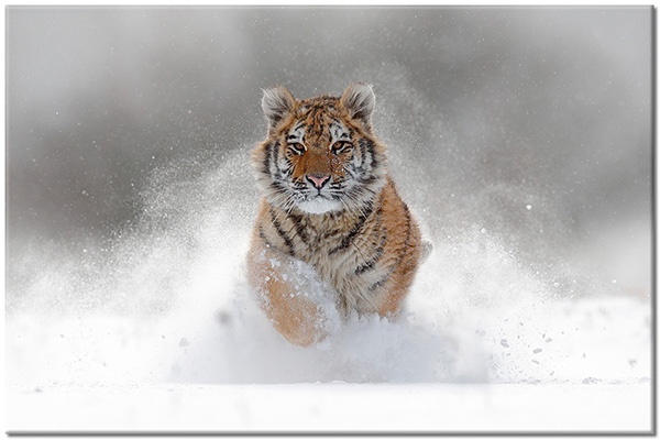 canvas print, animals, brown, gray, orange, snow, tigres, white, wildlife