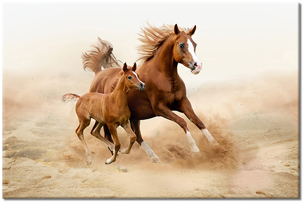 canvas print, animals, beige, brown, desert, horses, white