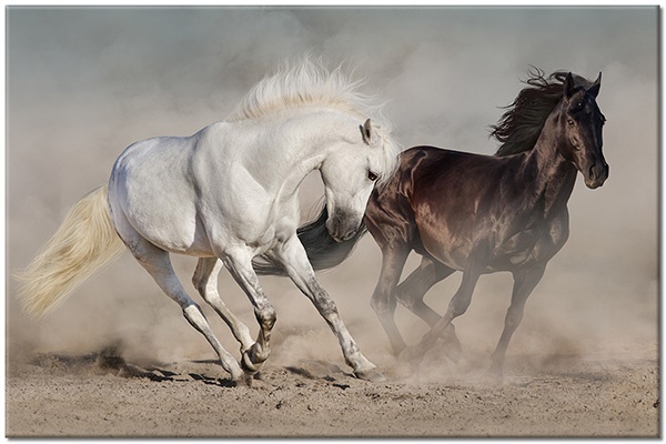 canvas print, animals, beige, brown, gray, horses, sand, white