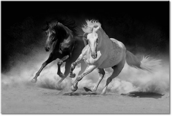 canvas print, animals, black, black-white, gray, horses, white