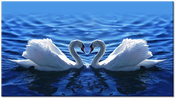 canvas print, animals, birds, birds-fish-insects, blue, swans, symmetry, white