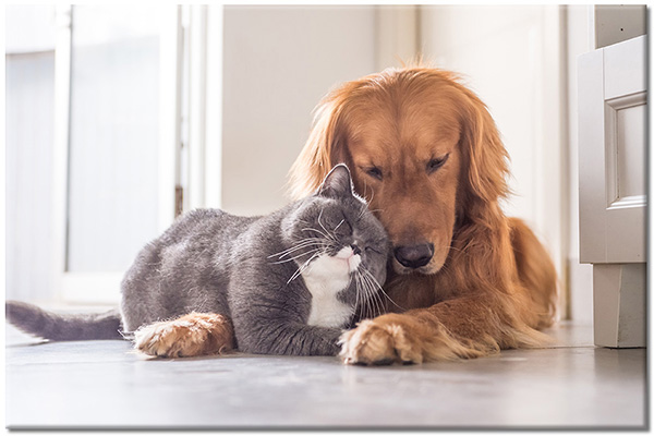 canvas print, animals, brown, cats, dogs, dogs-cats, friendship, gray, white