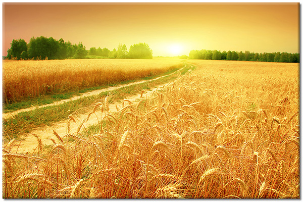 canvas print, fields, green, landscapes, orange, sun, sunset, various-landscapes, wheat, yellow