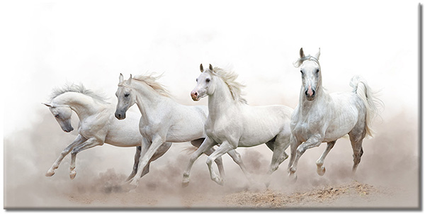 canvas print, animals, beige, horses, white