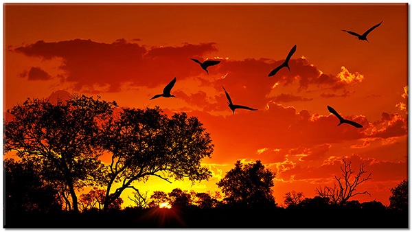 tableau sur toile, arbres, autres-paysages, ciel, coucher-soleil, ibis, jaune, lever-du-soleil, noir, nuages, oiseaux, orange, paysages, rouge, silhouettes, soleil
